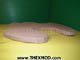 Pad Cushioning - Hatch Padding - IM2549-3