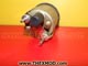 GAUGE - PRESSURE - DUAL GAUGE-2