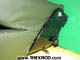 Seat Adjustable - Metal and Plastic-2