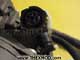 Servo Clutch - K013727N50 - 0501215260 -5