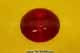 Lens - Red - Rubbolite L1249-1