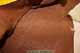 Seat Cover Upholstered - 6643764-3