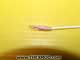 Cable Assembly - SD/B214529-2